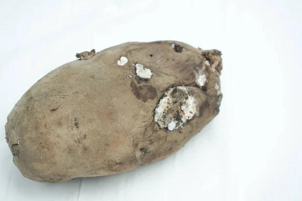 Kopya alanı olan çürük patates, beyaza izole edilmiş.