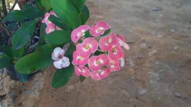 Dikenli Taç 'ı kapat, İsa' nın dikenli çiçeği yapraklarla. (Bilimsel adı Euphorbia milii Des Moul.)