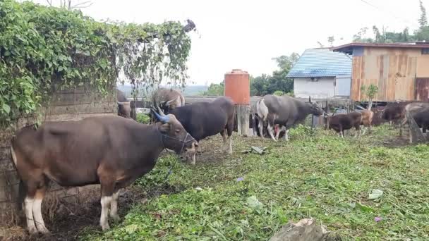 Eid Adhaの販売のための牛 — ストック動画