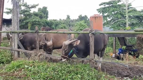 Koeien Koop Voor Eid Adha — Stockvideo