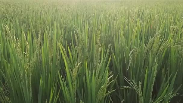 农耕季节里 农村稻田和黄稻树的缓慢运动在一个好天气的早晨被风和日晒着 — 图库视频影像