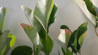 Calathea lutea 'nın muz ağacına benzer bir yaprak şekli vardır. Calathea lutea insanlar tarafından çok rağbet görüyor çünkü evin dışına tropikal bir izlenim verebiliyor..