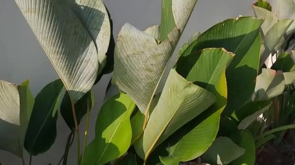 Calathea Lutea Heeft Een Bladvorm Vergelijkbaar Met Een Bananenboom Calathea — Stockvideo