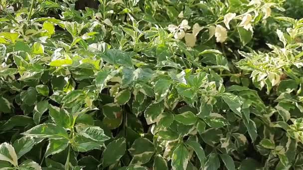 Acalypha Siamensis Hojas Variegadas Comúnmente Llamadas Beluntas Blancas Hojas Blancas — Vídeos de Stock
