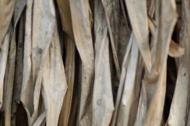 Çerçevede kuru yapraklar