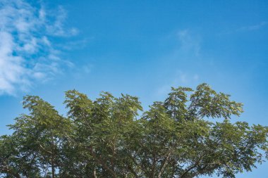 Mavi gökyüzü üzerinde yeşil ağaç tepesi ve yazın arka planda bulutlar