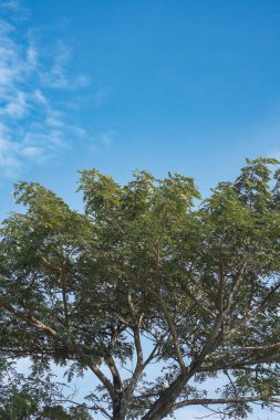 Mavi gökyüzü üzerinde yeşil ağaç tepesi ve yazın arka planda bulutlar
