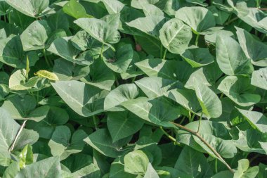 Yeşil su ıspanak bitkileri sebze bahçesinde yetişiyor. Güneydoğu Asya ve Çin 'de sebze yetiştiriliyor.