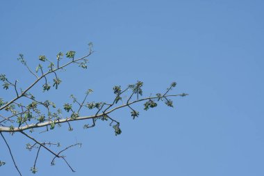 Bahar polenli Doğu Cottonwood Ağacı (populus deltoides)