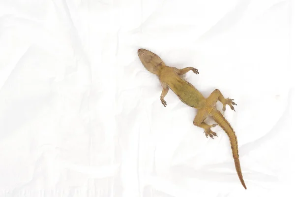 Der Hausgecko Platyurus Starb Tote Eidechse Oder Gecko Isoliert Auf — Stockfoto