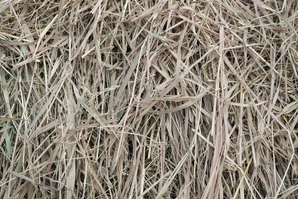 干枯的干草 割干的草 用小麦 大麦或黑麦制成的褐色干稻草 秋天的收获 饲养农场动物 向上倾斜的干茎和枝条靠拢 顶部视图 — 图库照片