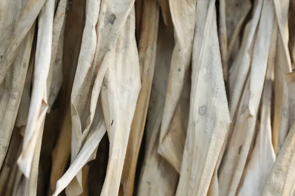 Сухие Листья Рамке — стоковое фото