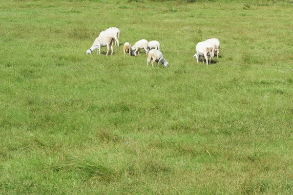Herd White Goats Green Grassy Meadow Summer — Stock Photo, Image
