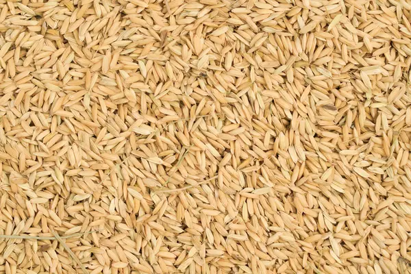 Top View Paddy Rice Rice Seed Background Yellow Paddy Jasmine — 스톡 사진