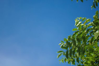 Arkaplanda yeşil yapraklar ve mavi gökyüzü.
