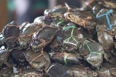 Canlı yengeçler, bağlanmış ve pazarda satılmaya hazır.