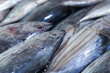 Geleneksel balık pazarında satılan taze uskumru ton balığı. Balıkçılar tarafından yakalanan balıklar. Sağlıklı gıda, beslenme, omega-3, hayvan proteini, deniz ürünleri kavramı.