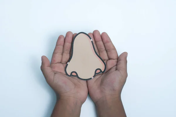 Holding a model of the, a human organ nose , in both hands