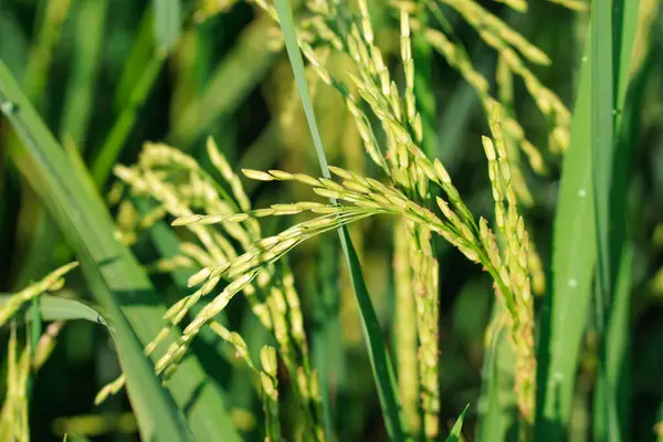 Ear of rice. Close-up to rice seeds in ear of paddy. Beautiful golden rice field and ear of rice.
