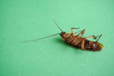 Hamamböceği yeşil arka planda izole edildi.