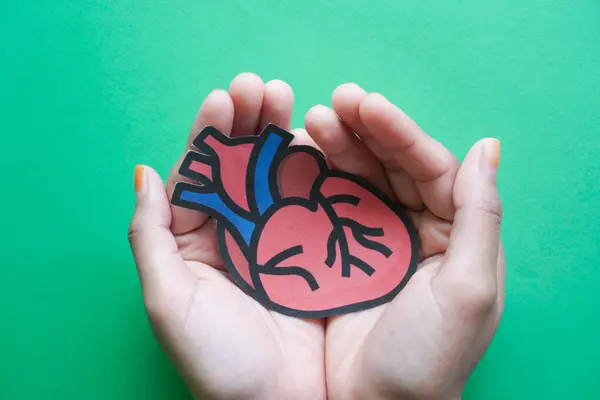 Kalp anatomisi, organ donörü, kalp kanseri, sağlık hizmetleri Hopital Hizmet konsepti.
