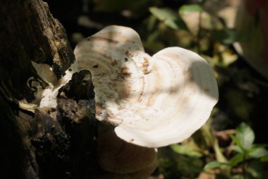 Kuru kayın ağacı gövdesinde çoklu gözenekli mantarlar.