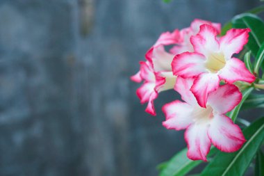 Güzel Adenium veya çöl gülü çiçeği. Bulanık yeşil yapraklı pembe adenyum çiçeği. Bahçeye ekilmiş parlak kırmızı açelya çiçeği. Çiçek arkaplan. Tropik çiçek Pembe Adenyum. Çöl gülü