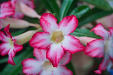 Güzel Adenium veya çöl gülü çiçeği. Bulanık yeşil yapraklı pembe adenyum çiçeği. Bahçeye ekilmiş parlak kırmızı açelya çiçeği. Çiçek arkaplan. Tropik çiçek Pembe Adenyum. Çöl gülü