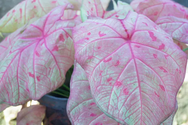 stock image Caladium bicolor with pink leaf and green veins (Florida Sweetheart), Pink Caladium foliage