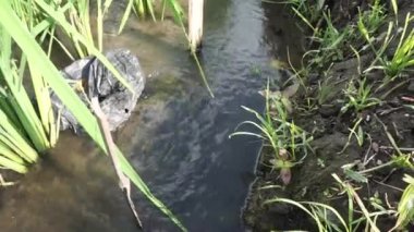 Pirinç tarlaları veya bendanglar pirinç ekmek için ekilen ve sulanan topraklardır. Pirinç alanları atmosferik metan emisyonlarının ana kaynaklarından biridir.