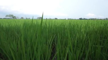 Kırsalda çok güzel yeşil bir tarla var. Pirinç tarlası. Pirinç tarımı.