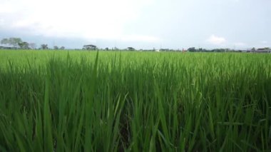 Kırsalda çok güzel yeşil bir tarla var. Pirinç tarlası. Pirinç tarımı.