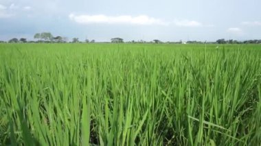 Kırsalda çok güzel yeşil bir tarla var. Pirinç tarlası. Pirinç tarımı.
