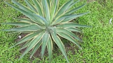 agave angustifolia seçici bir odak ile ayrılır. Büyük yeşil sulu bitki tam kare