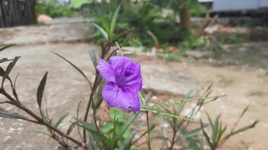 Ruellia Simplex 'in mor çiçekleri, Meksika petunyası, Meksika çanı, Britton vahşi petunyası (Ruellia Angustifolia) çiçek açıyor.. 