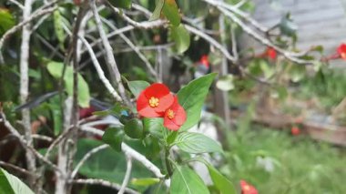 Kırmızı çiçek Euphorbia geroldii bitki, Gerold 's Spurge, Thornless Crown dikensiz taç, yarı sulu aile Euphorbiaceae tropikal çiçek bitkileri, makro resim