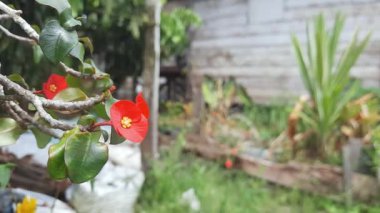 Kırmızı çiçek Euphorbia geroldii bitki, Gerold 's Spurge, Thornless Crown dikensiz taç, yarı sulu aile Euphorbiaceae tropikal çiçek bitkileri, makro resim