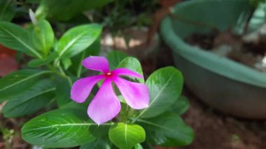 Tapak dara (Catharanthus roseus don), Madagaskar 'a özgü Vinca Rosea, Vinca Alkaloids, Bright Eyes, Cape Periwinkle, Graveyard Plant, Old Maid.