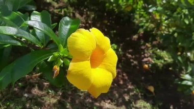 Altın Trompet bitkisinin çekici, parlak sarı renkli çiçekleri. Allamanda cathartica. Apocynaceae ailesi.