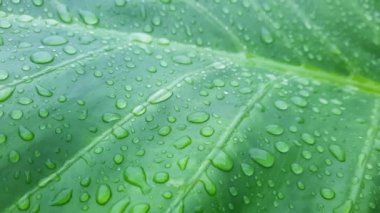 Taze yeşil taro yapraklarının üzerindeki çiğ damlaları, yeşil yaprakların üzerindeki taze yağmur damlaları. Huzurlu ve sakin ekoloji Doğadaki güzellik.