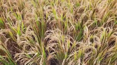 Paddy tarlaları pirinç manzarası kırsal yeşil tarım arazileri