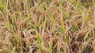 Paddy tarlaları pirinç manzarası kırsal yeşil tarım arazileri