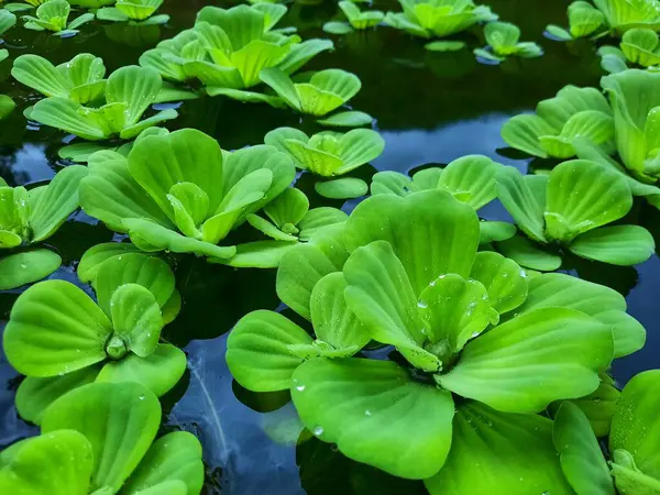 Pistia stratiotları, göletler ve akvaryumlardaki süs bitkileri.