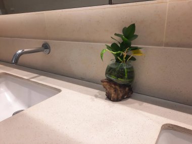 Banyo tezgahında dekoratif saksı bitkisi