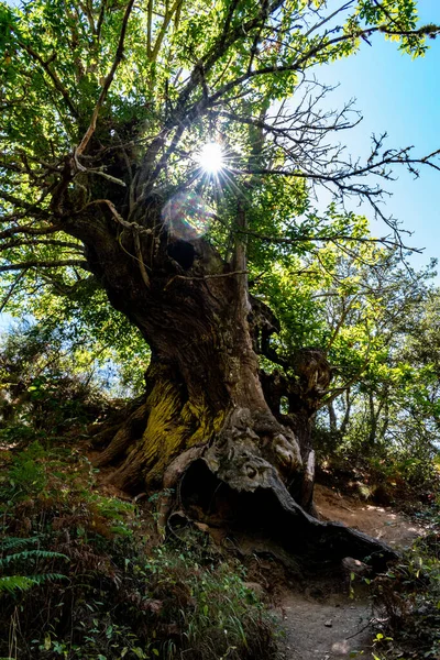 Big tree with big root and with sun flares
