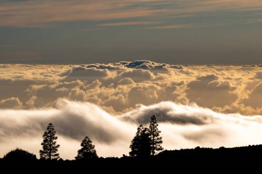 Tenerife 'deki Teide dağından gelen deniz bulutu kanarya adalarında gündoğumunda bir çam ormanından geliyor.