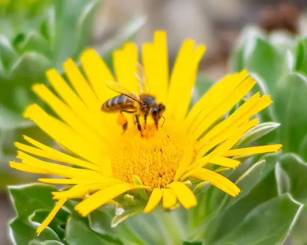 close-up of a bee collecting nectar from a dandelion flower. It has on one of its legs a large ball of nectar already collected.