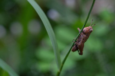 Bebek kahverengi çekirgenin çirkin yüzü, muhteşem makro atışlarıyla gözler, kafa, vücut, anten ve kanatlarla dolu..