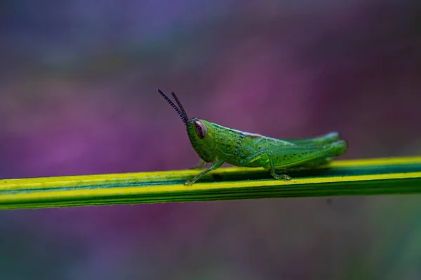 Green Grasshopper Amazing Pose Green Steam Plant Awesome Purple Flower — Stock Photo, Image