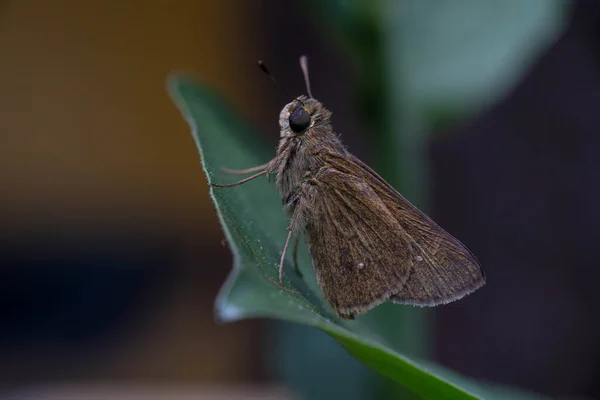 Brauner Schmetterling Auf Grünem Blatt Mit Unglaublichem Makro Trieb Mit — Stockfoto